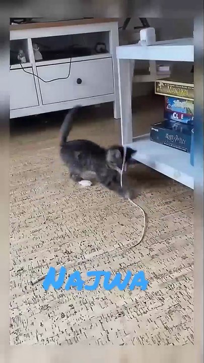 Kucing Lucu