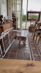 French Bulldog Puppy Goes Toe-to-Toe With Drying Rack