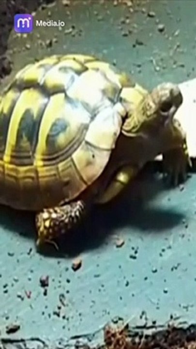 احصل على جرعتك اليومية من الضحك مع سلسلة مقاطع الفيديو المضحكة الخاصة بنا