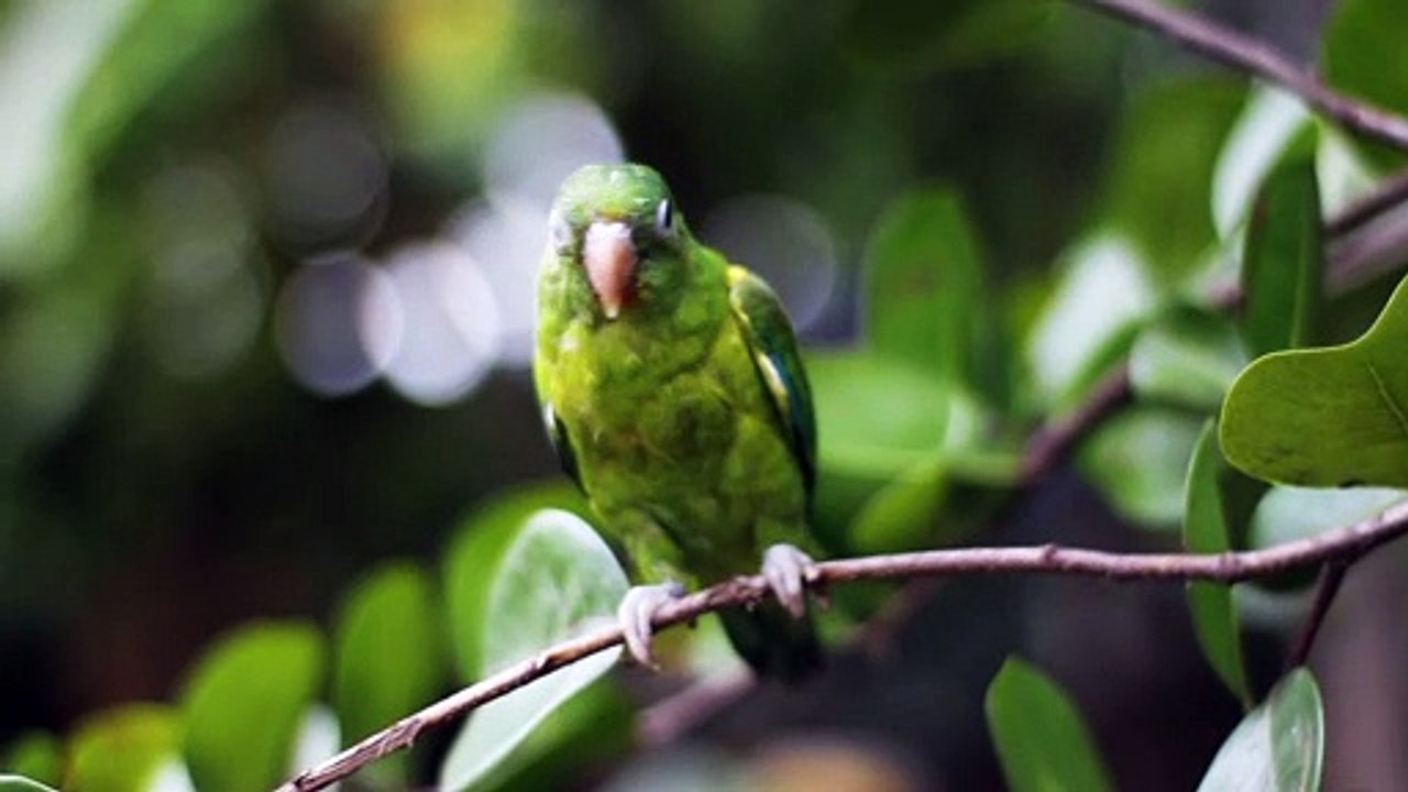 Birds