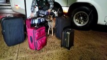 Com ajuda de cão farejador, Pelotão de Choque vistoria ônibus na Rodoviária