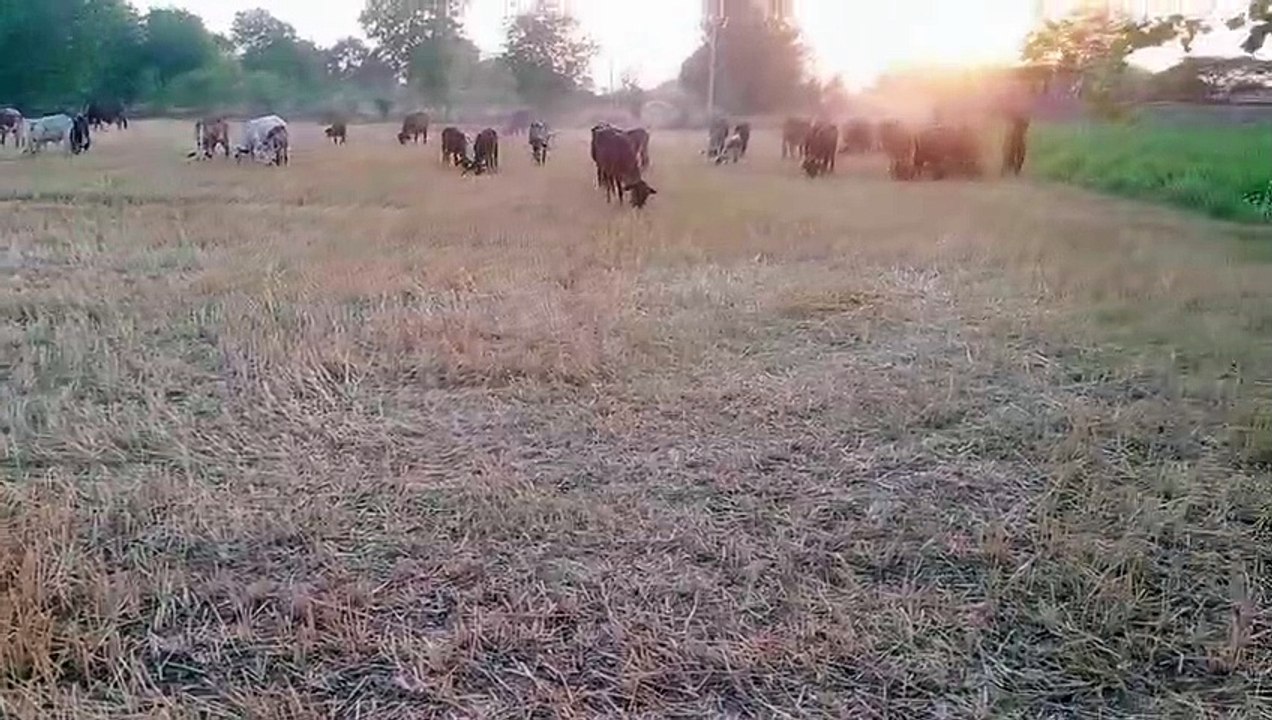Cow