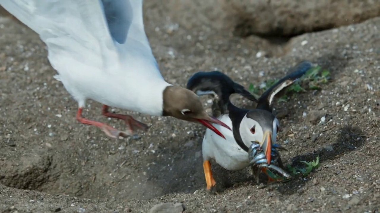 Wild Isles: Amazons neue Natur-Doku wird natürlich von Sir David Attenborough erzählt