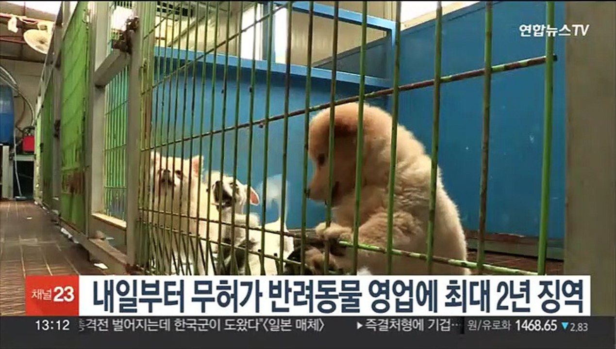 내일부터 무허가 반려동물 영업에 최대 2년 징역