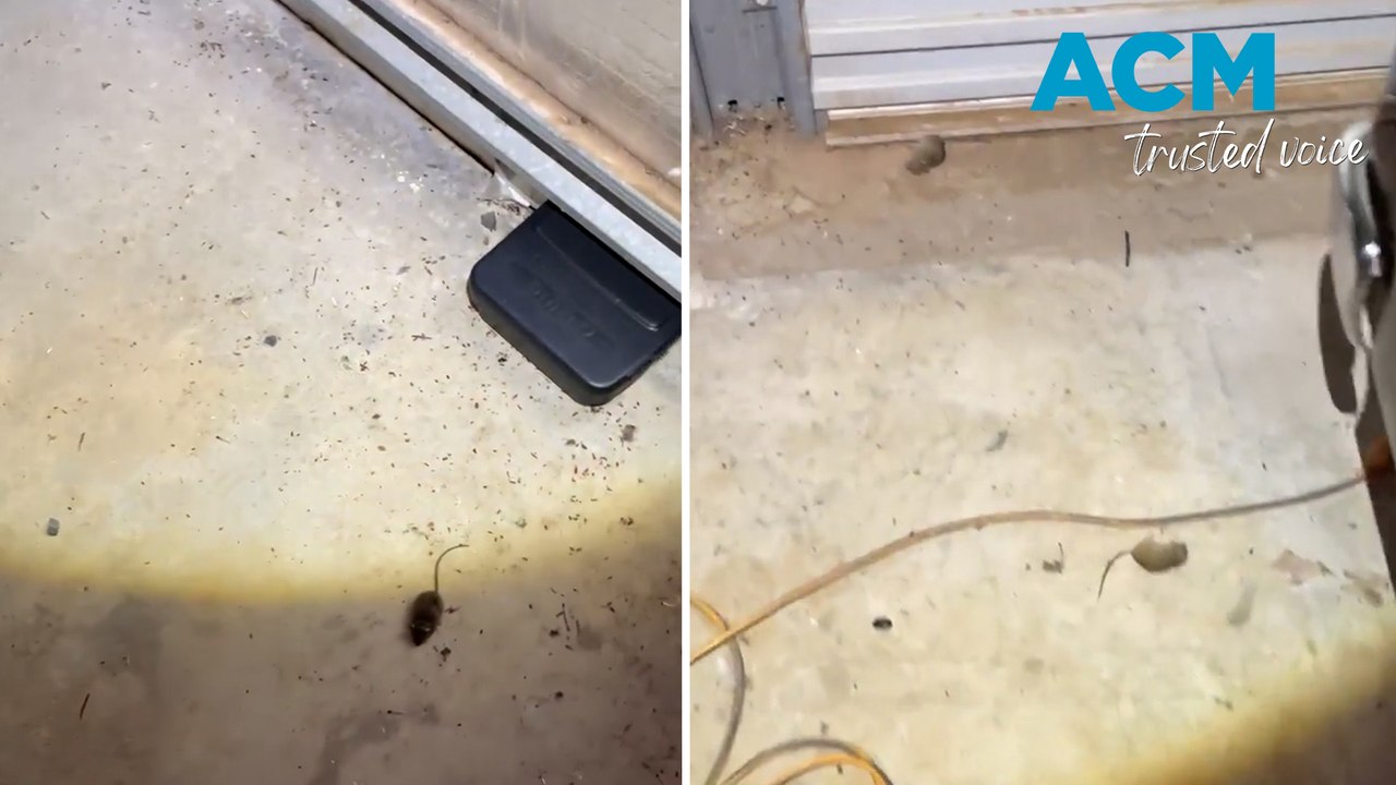 Dead, baited mice in garage as more of the rodents found in Dubbo, NSW