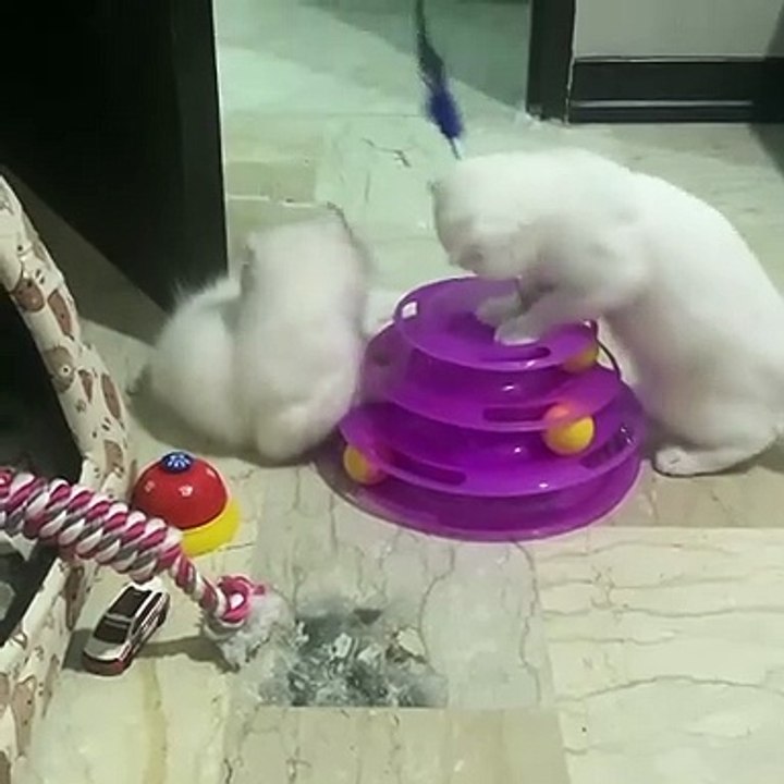 Two kittens playing | Play Time |Nature Is Amazing