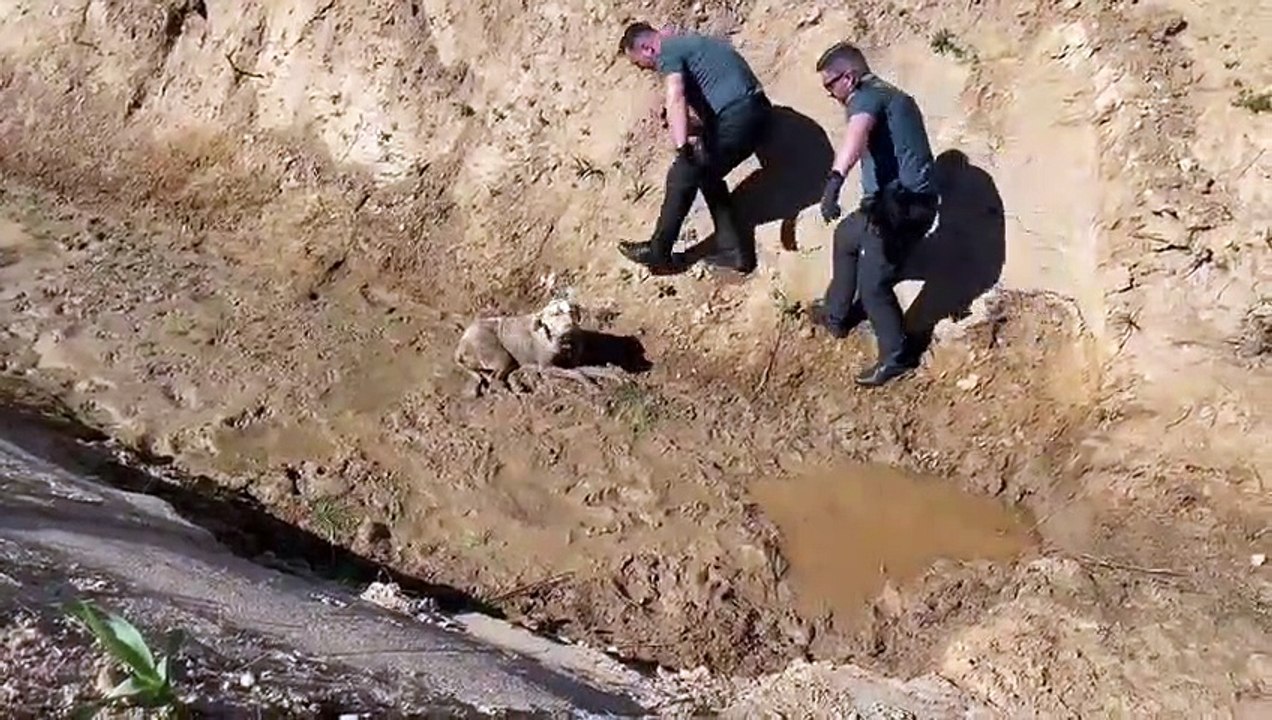 Vídeo. Autoridades espanholas resgatam cão preso na lama em riacho
