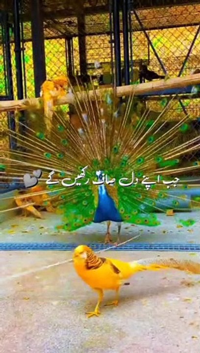 Jab Apne dil saaf Rakhenge