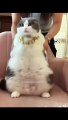 Funny Cat  Videos |#shorts #viralshorts