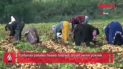 Turfanda patates hasadı başladı, bu yıl verim yüksek