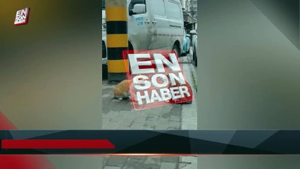 Sokak kedilerinin hiddetli kavgası kameraya yansıdı
