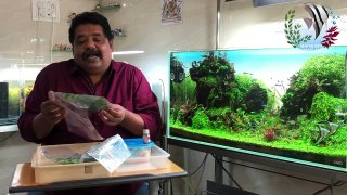 How to Get Remove Snails from Aquarium #Aquatic Plants & #River #Sand #Experiment