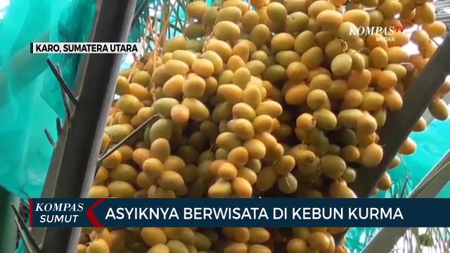 Berwisata di Kebun Kurma di Kabupaten Karo