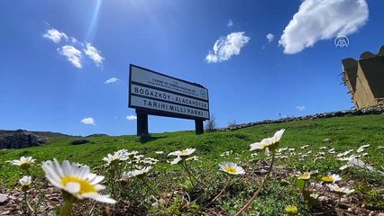 8 Bin yıllık zaman yolculuğu: Hititlerin başkenti Hattuşa, İlkbaharla uyanıyor!