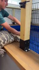 Jacaré Encontrado em Filadélfia 🐊