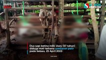 Dua Sapi Betina Mati Tersambar Petir di Jampangkulon Sukabumi