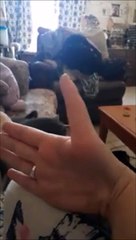 Elle a un pouce à 3 phalanges