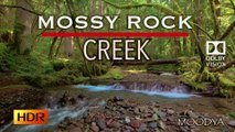 4K HDR Dolby Vision Video - Draping Moss Rainforest Creek - Daily Relaxing Nature Videos