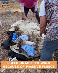 This sheep is a true success story !!