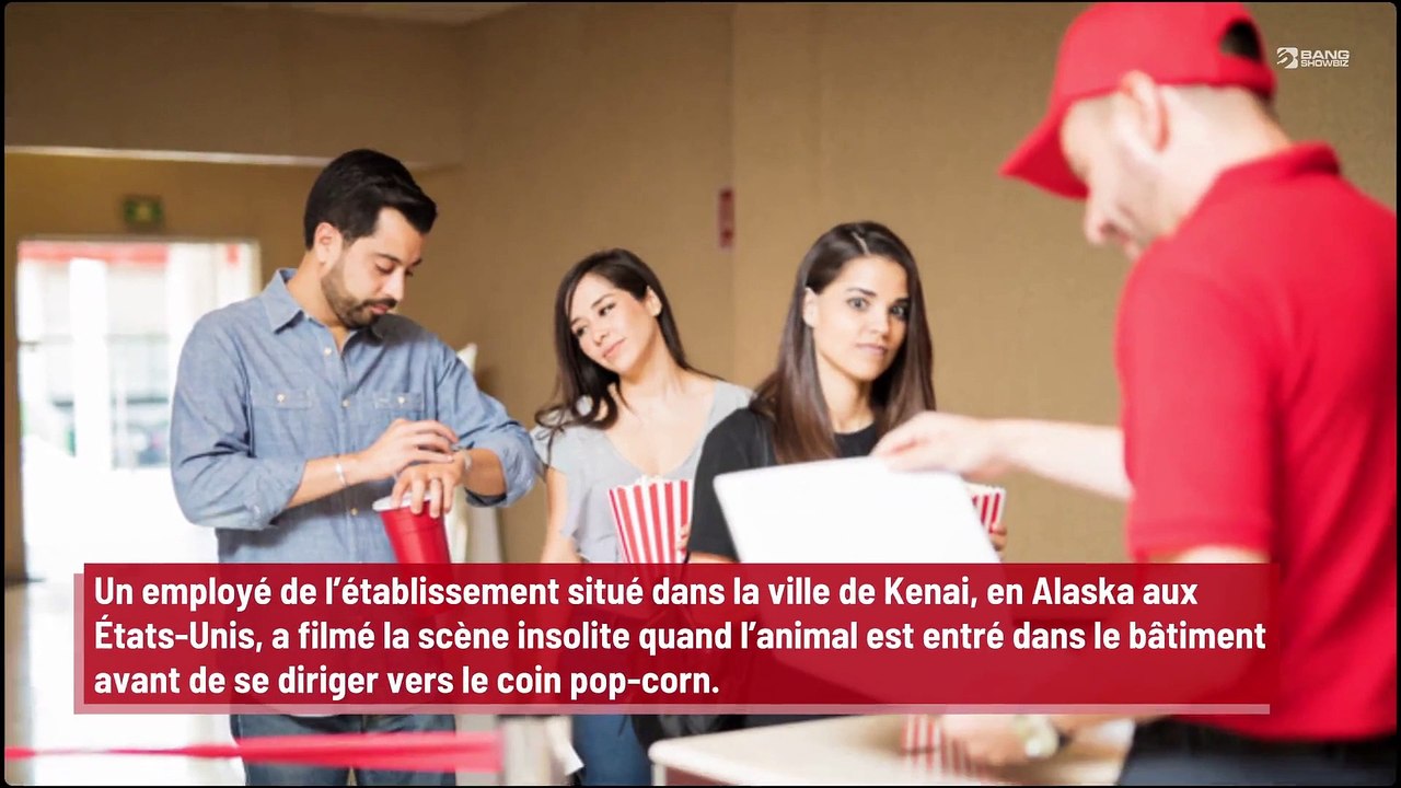 Un élan s’invite dans un cinéma et mange du pop-corn !