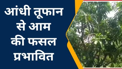 रायबरेली: मौसम की मार के चलते इस बार कैसा होगा आम का स्वाद, आप भी जानिए