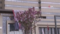 Başakşehir Şehir Hastanesi'nin sakuraları çiçek açtı