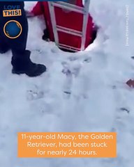 Heartwarming rescue of a dog stuck in a sinkhole! ❤️