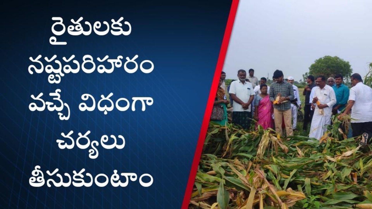 మధిర: దెబ్బతిన్న పంటలను పరిశీలించిన జిల్లా కలెక్టర్