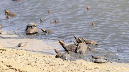 Şeybe Barajı’ndaki kaplumbağa ölümleri endişelendiriyor