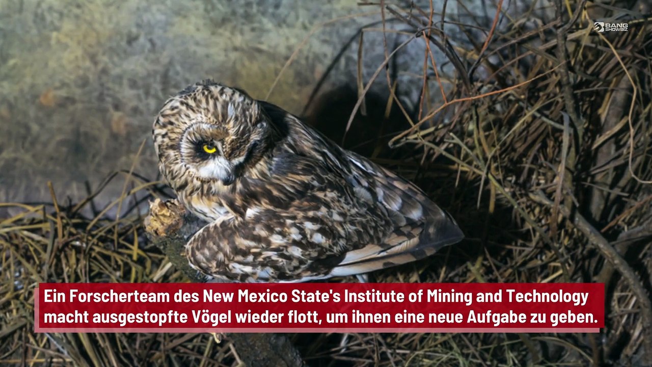 Wissenschaftler verwandeln Vögel in Drohnen