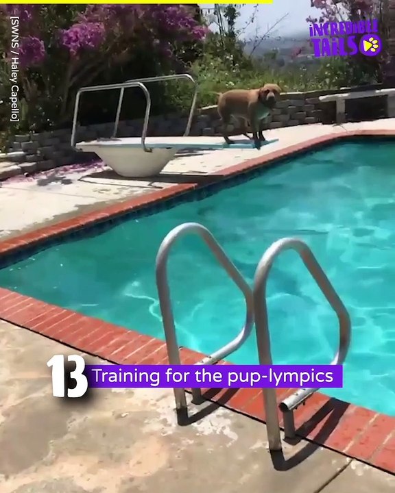 Top 15 Smartest Dogs on the Block