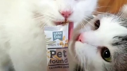 Funny Cate moments don't laugh