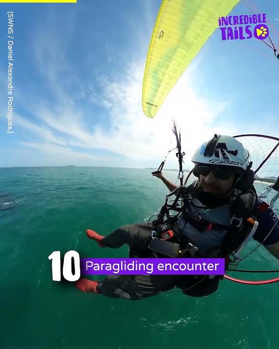 Whale, Hello There: Surprising Encounters with the Ocean's Giants