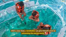 Explore The Underwater World Of Cozumel From A Clear Boat