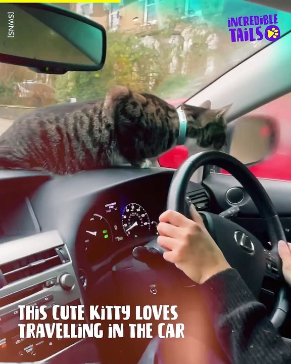 Who says cats hate car rides? Not this feline! video Dailymotion