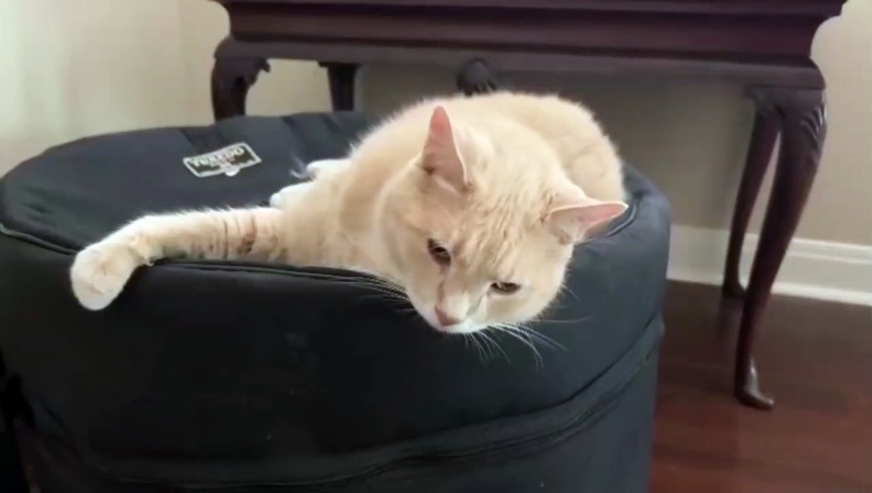 Cute and funny cat videos compilation part 4