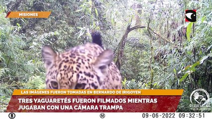 Tres yaguaretés fueron filmados mientras jugaban con una cámara trampa
