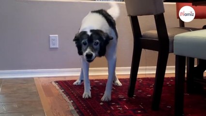 Chez ses parents, elle vient rendre visite à son vieux chien : les retrouvailles vont vous attendrir (Vidéo)