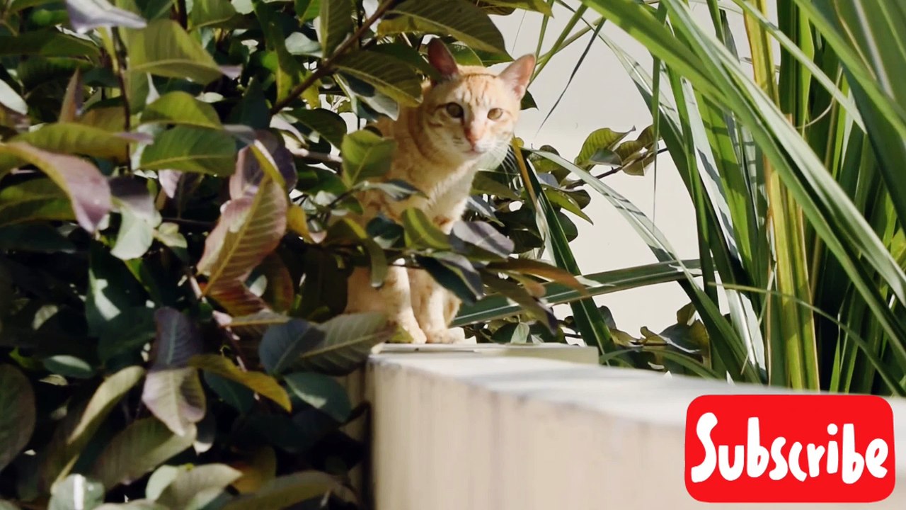 Funniest Cats And Dogs Video | Funny Animal Videos 2023  -  Funny Top Animals