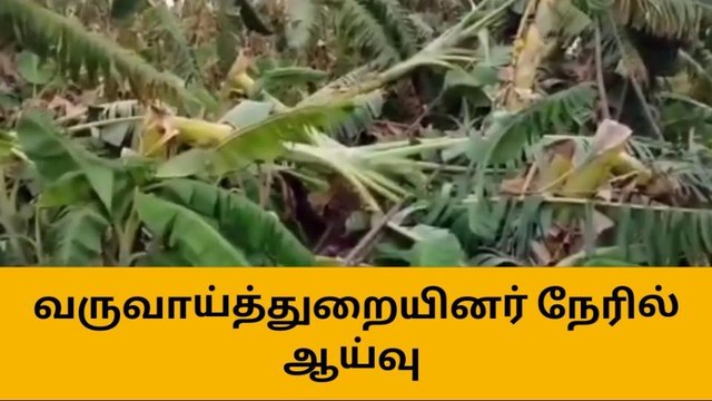 கமுதி : மழையால் வாழை மரங்கள் சேதம் !