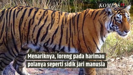Ternyata yang Belang dari Harimau Tidak Hanya Bulunya, Tapi|SINAU