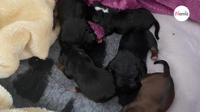 Occitanie : âgés de quelques jours, 5 chiots ont été déposés près des poubelles dans une boîte à chaussures