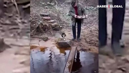 Patilerinin ıslanmaması için, kendine çözüm bulan kedi kahkahaya boğdu