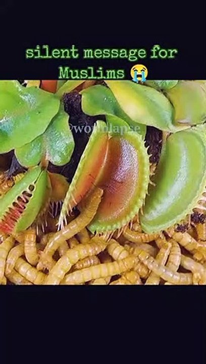 Insect kill all things slowly slowly