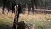Video: बाघिन रिद्धि ने किया कछुए का शिकार, कैमरे में कैद हुआ रणथंंभोर जंगल का दुर्लभ नजारा