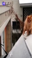 الإيجابية والضحك مضمونان شاهد فيديو الضحك بصوت عالٍ