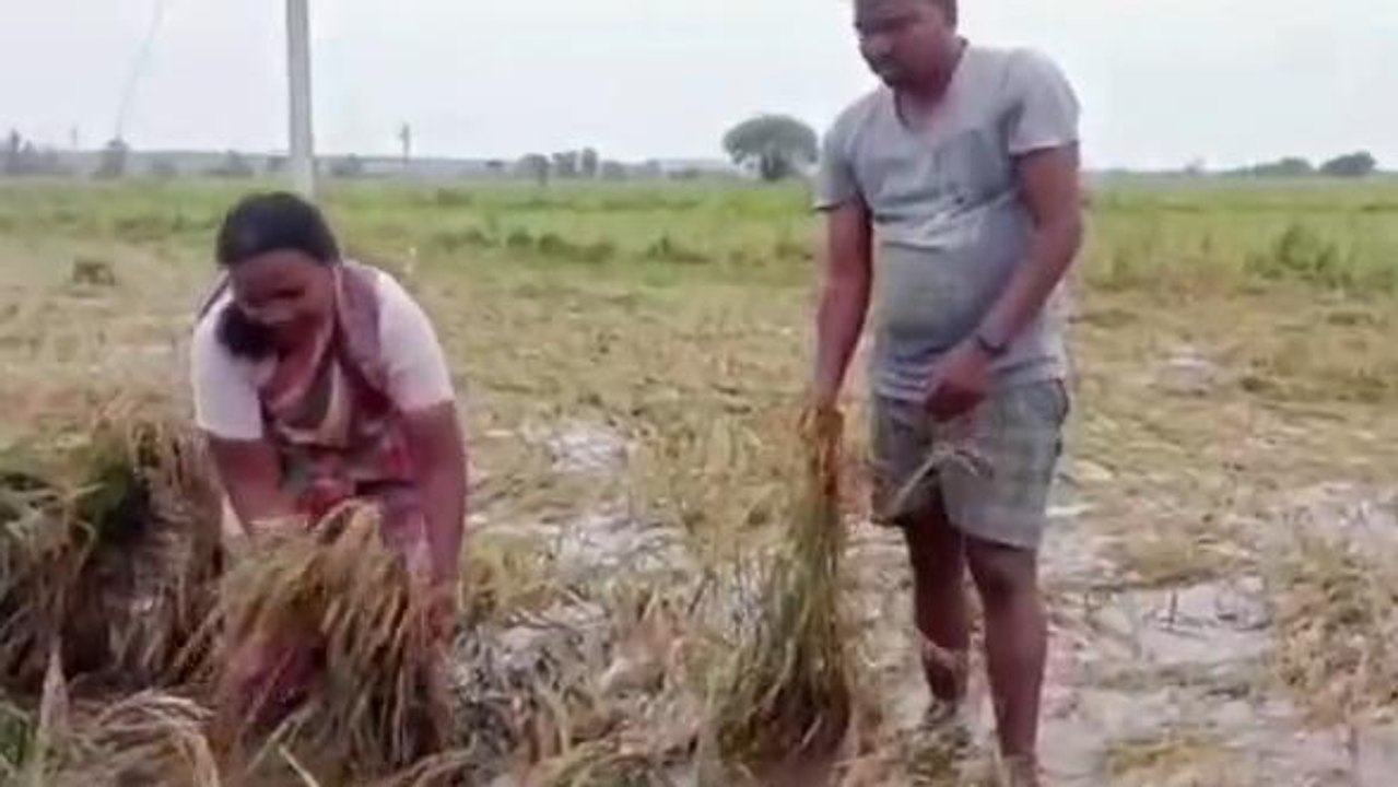 నర్సంపేట: అకాల వర్షం.. అన్నదాతకు అపార నష్టం..!