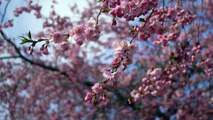 A Stockholm, les cerisiers en fleurs pour le plus grand bonheur de ses habitants