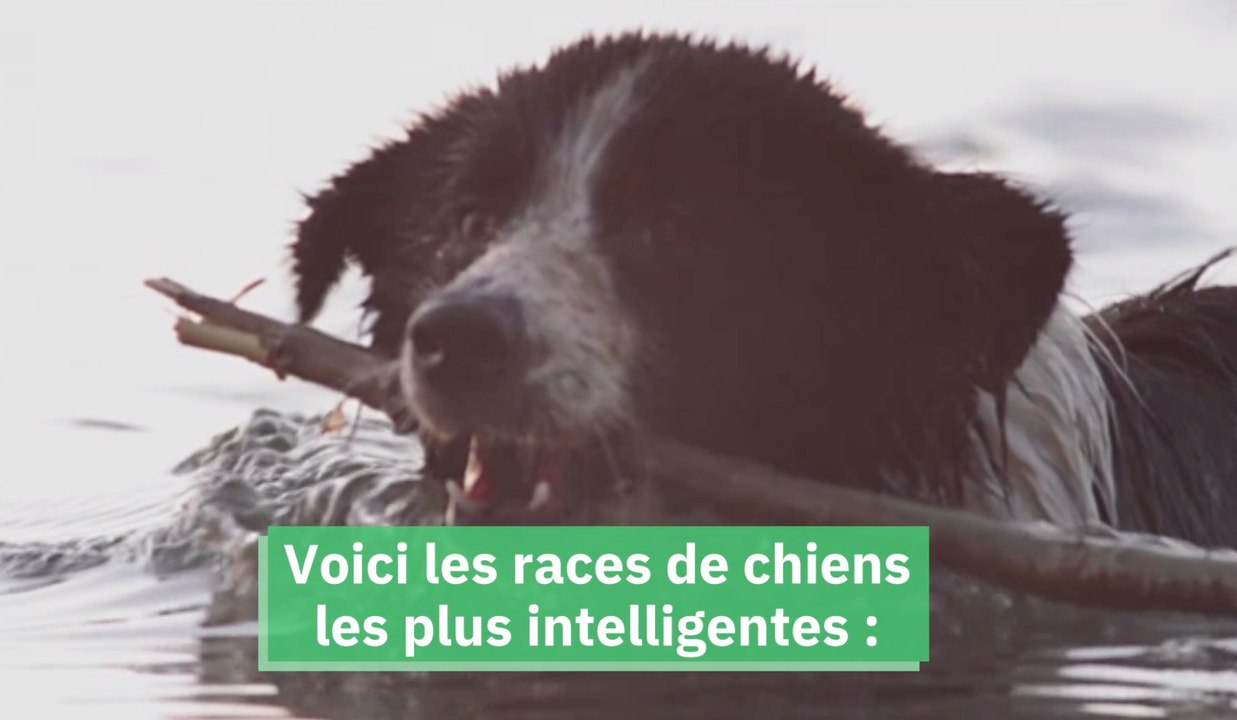 Ces 10 races de chiens sont les plus intelligentes au monde