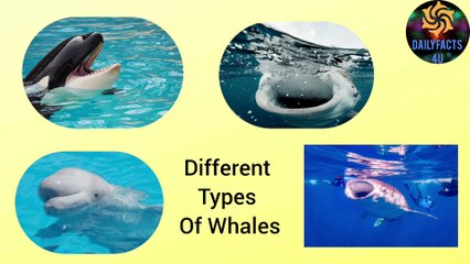 Different Types of whales